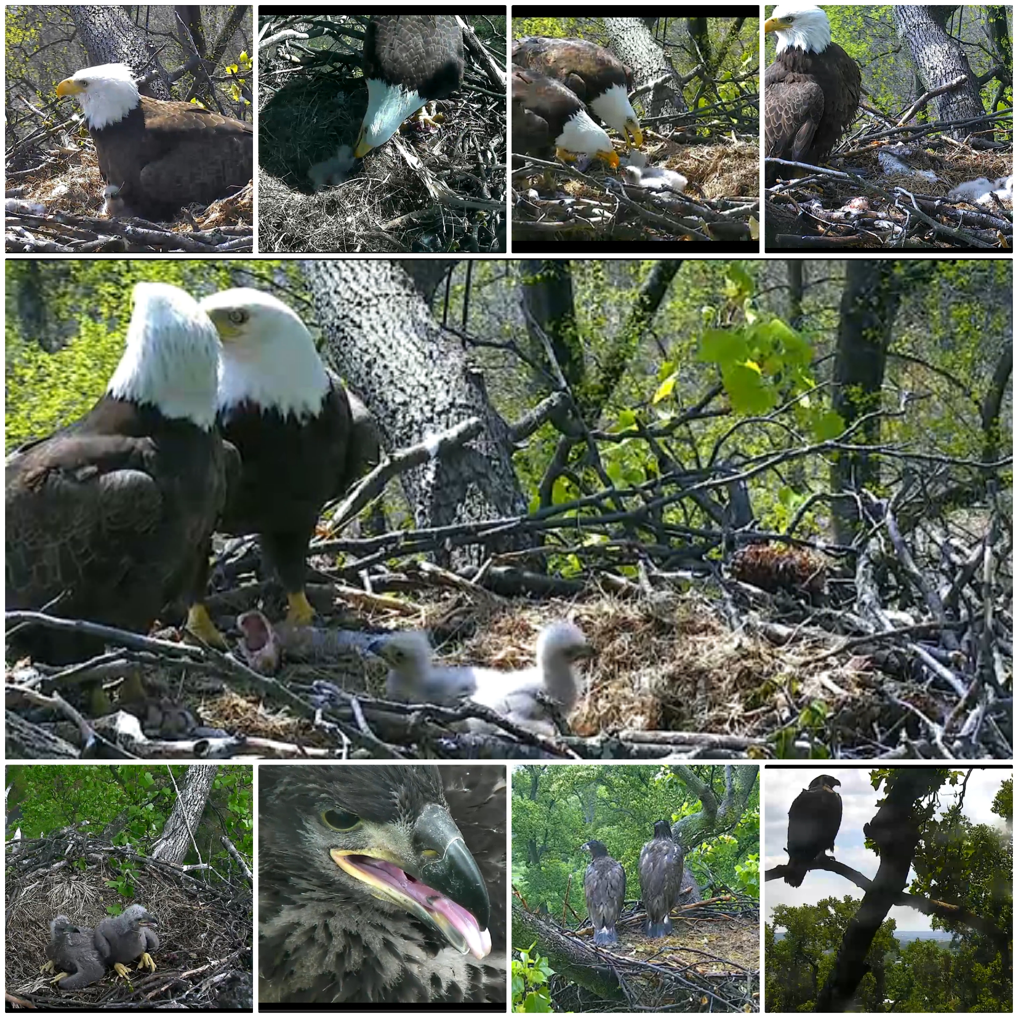 eagles collage