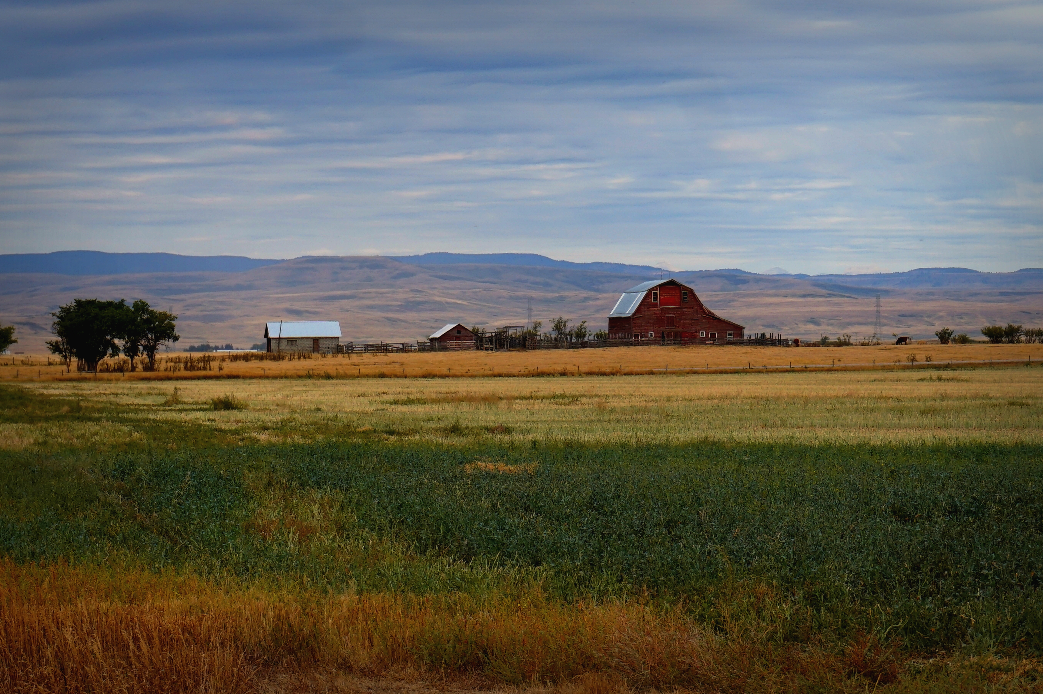 It’s Something to do with Dead Gophers…